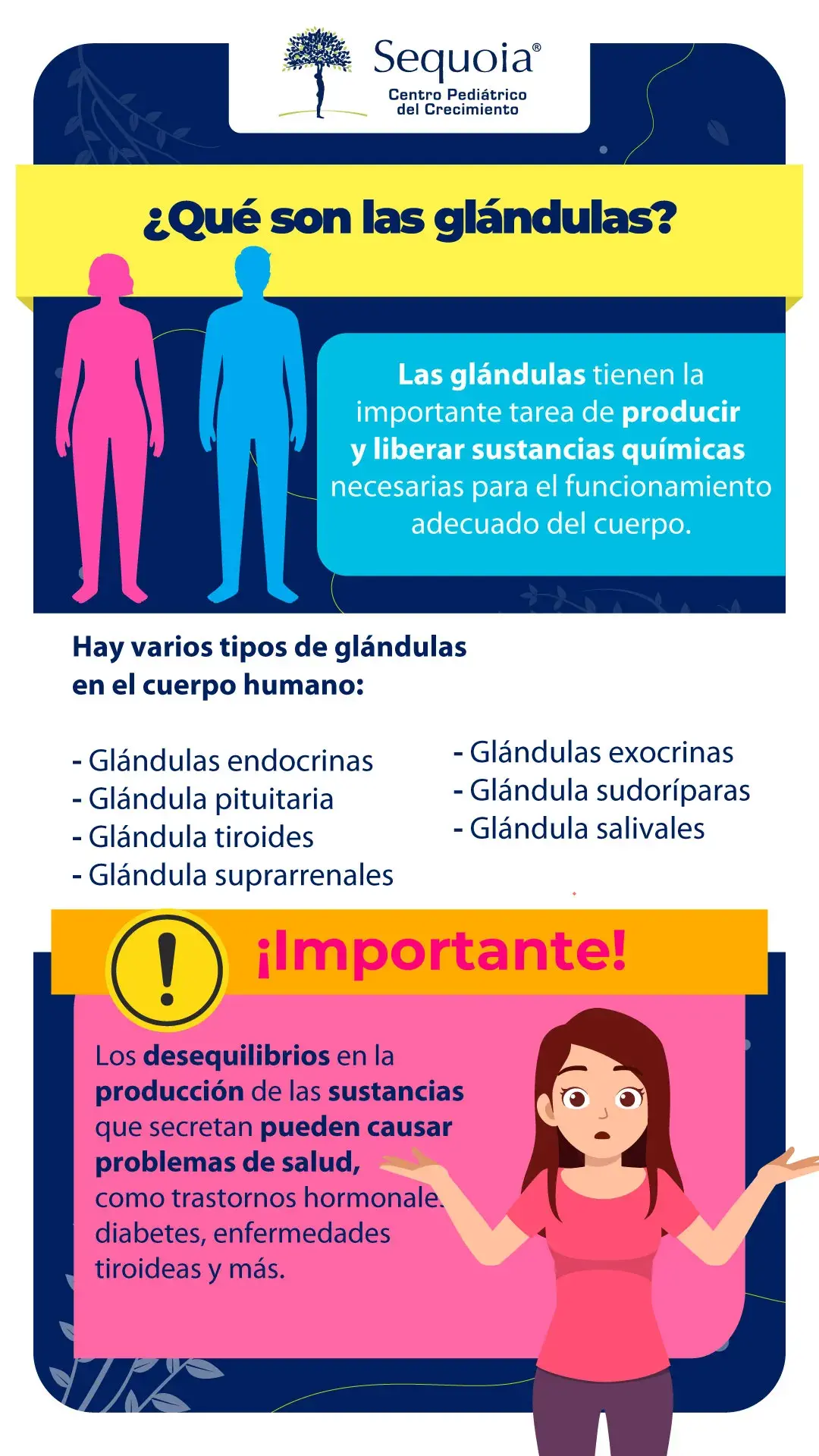 Qué son las glandulas - infografía