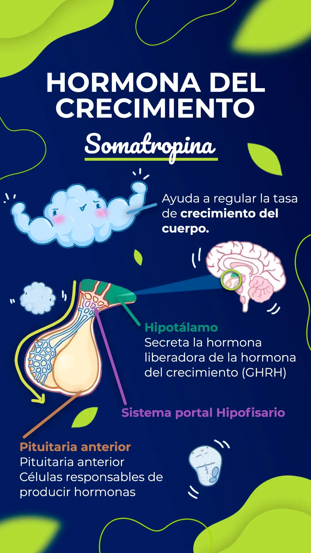 la somatropina ayuda a regular la tasa de crecimiento del cuerpo.