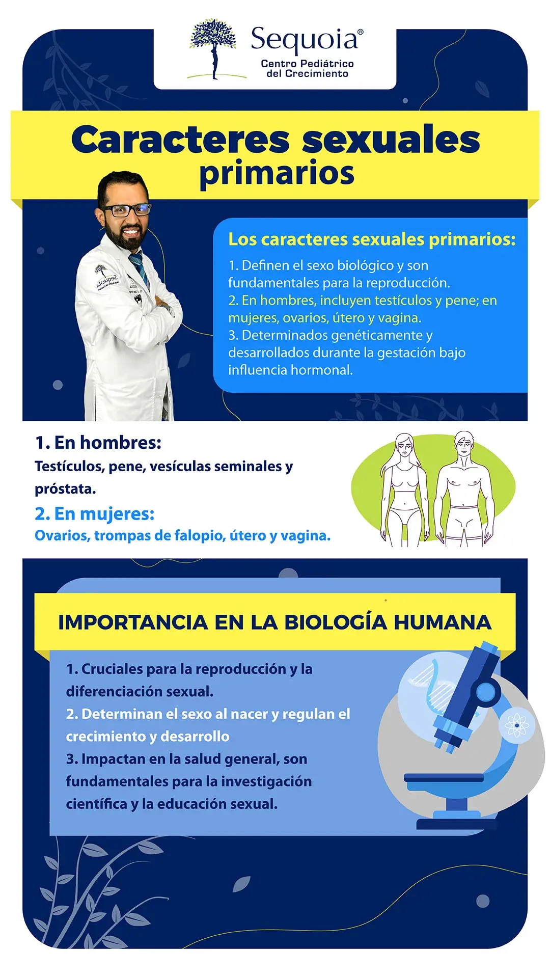 Caracteres sexuales primarios - infografía