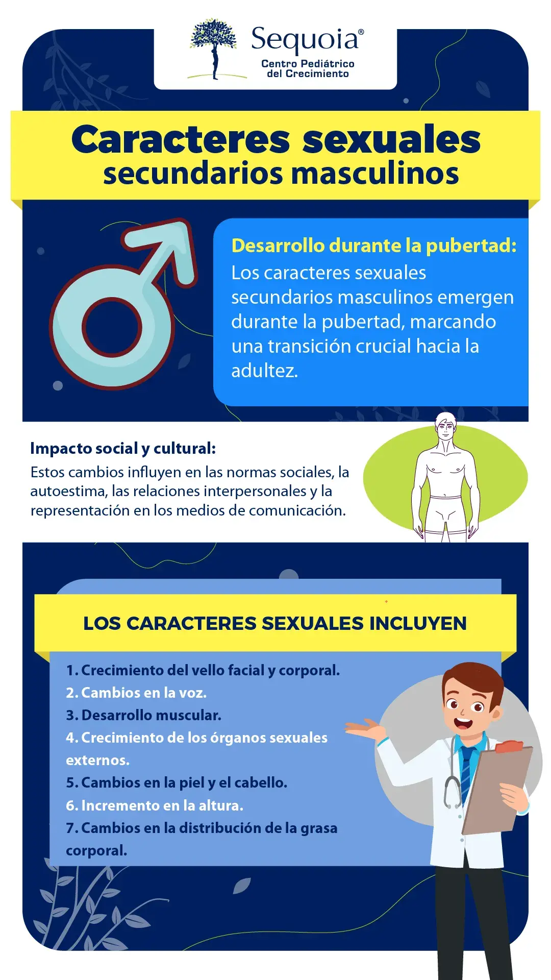 Caracteres sexuales secundarios masculinos - infografía