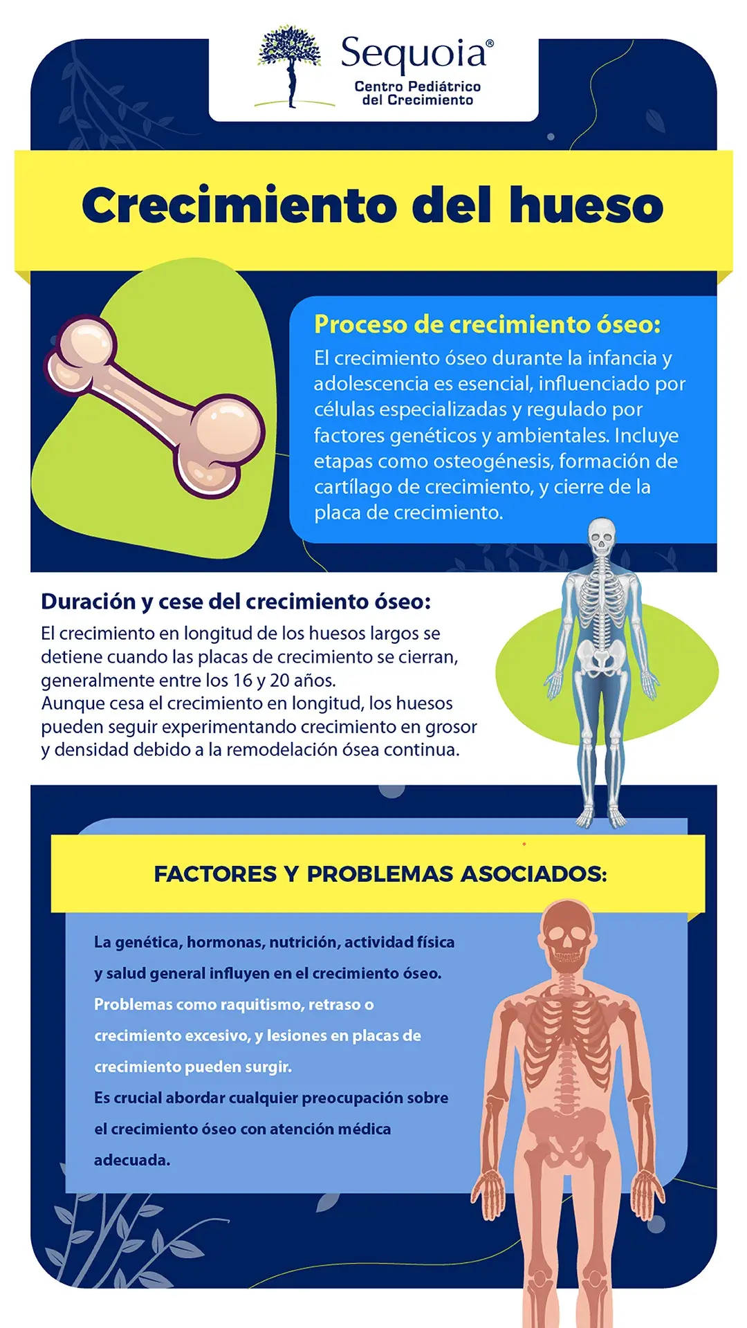 Crecimiento del hueso - infografía