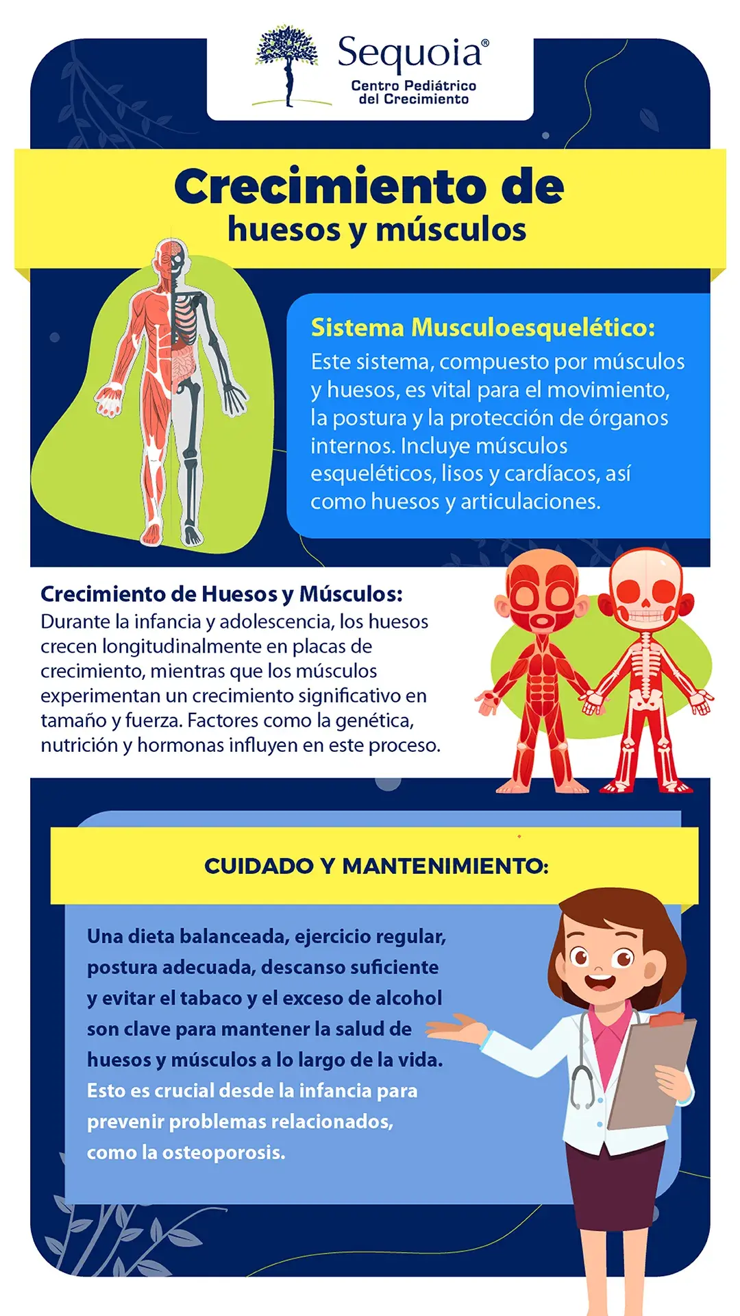 Crecimiento de huesos y músculos - infografía