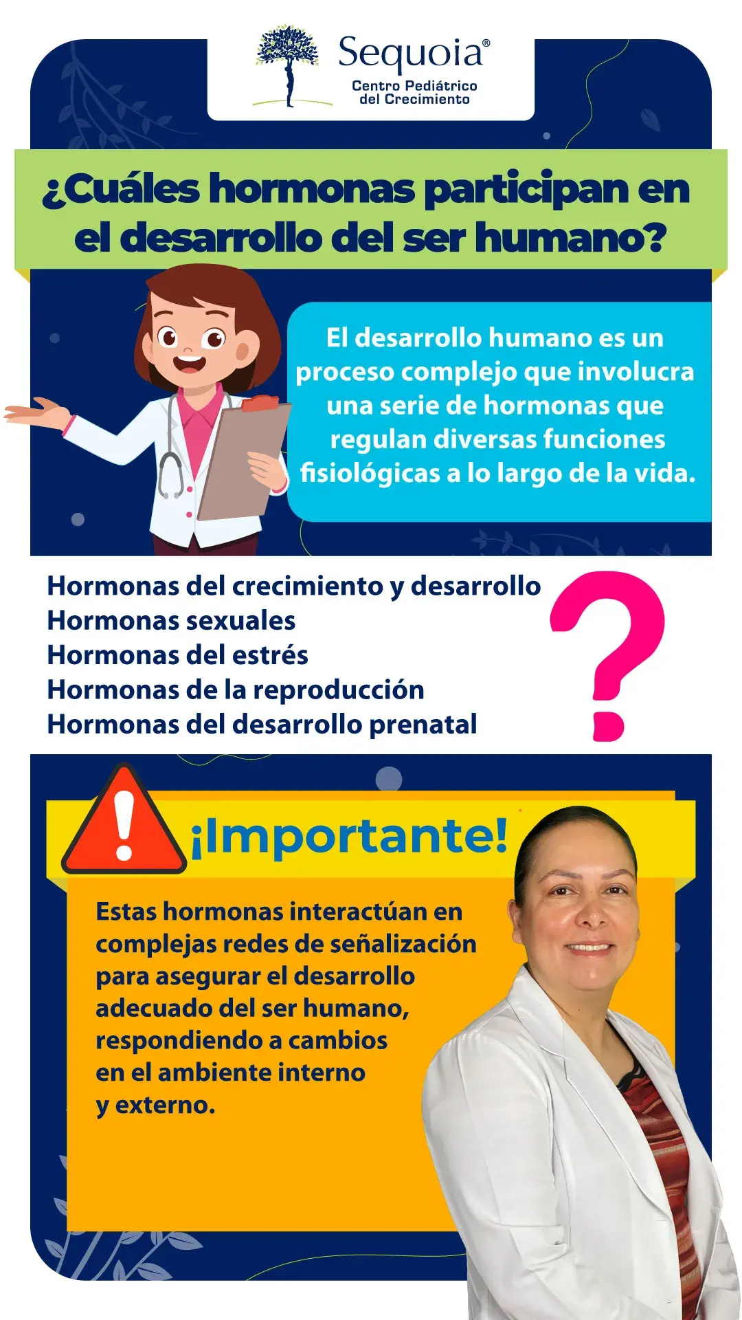 Cuales hormonas participan en el desarrollo humano - infografía