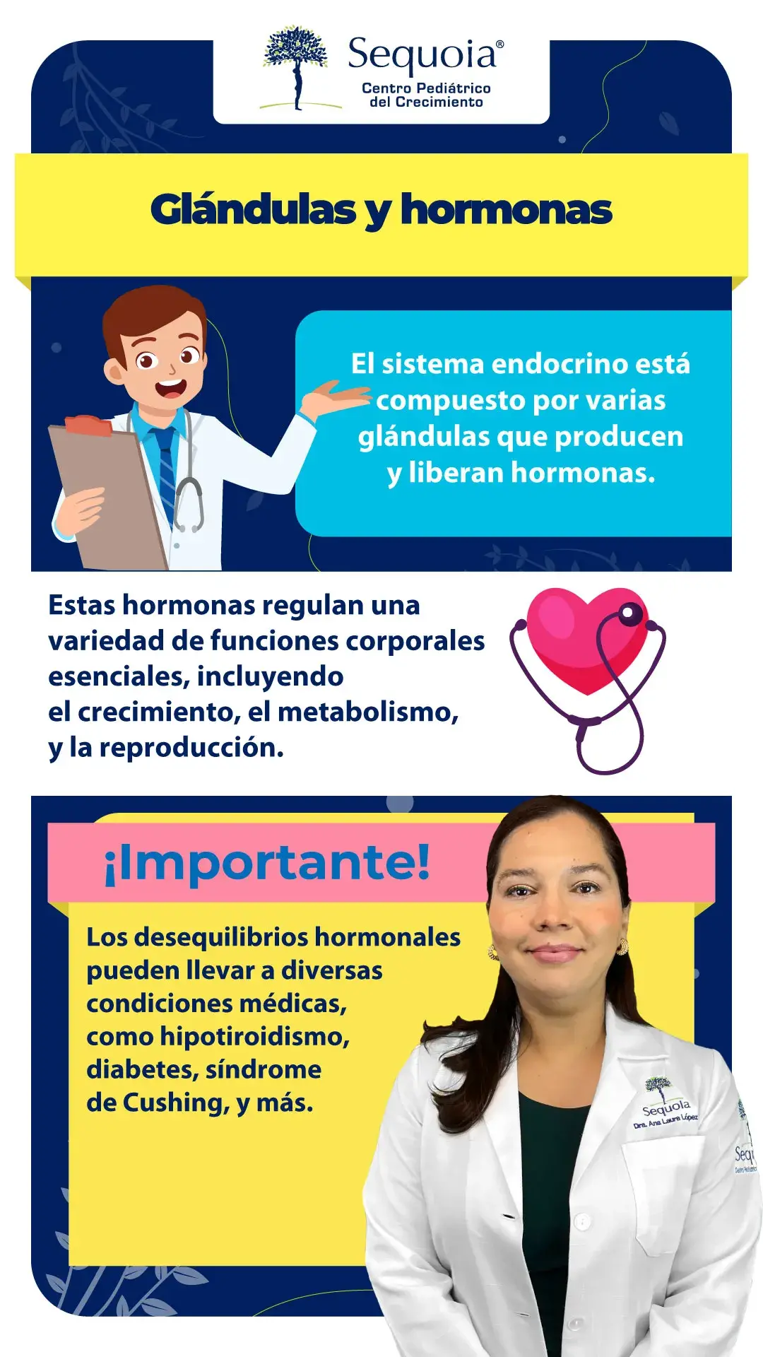 Glándulas y hormonas - infografía