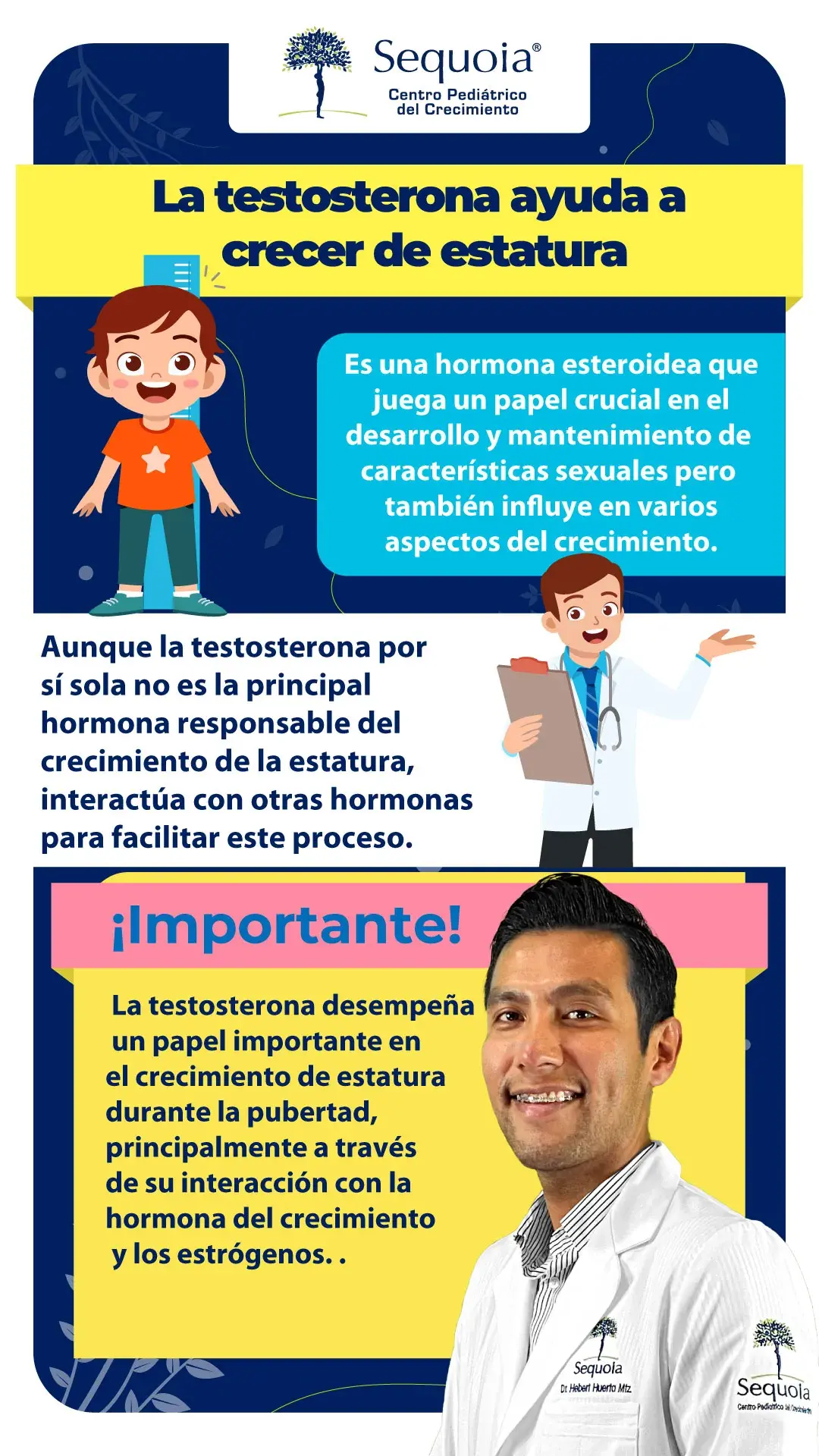 La testosterona ayuda a crecer de estatura - infografía