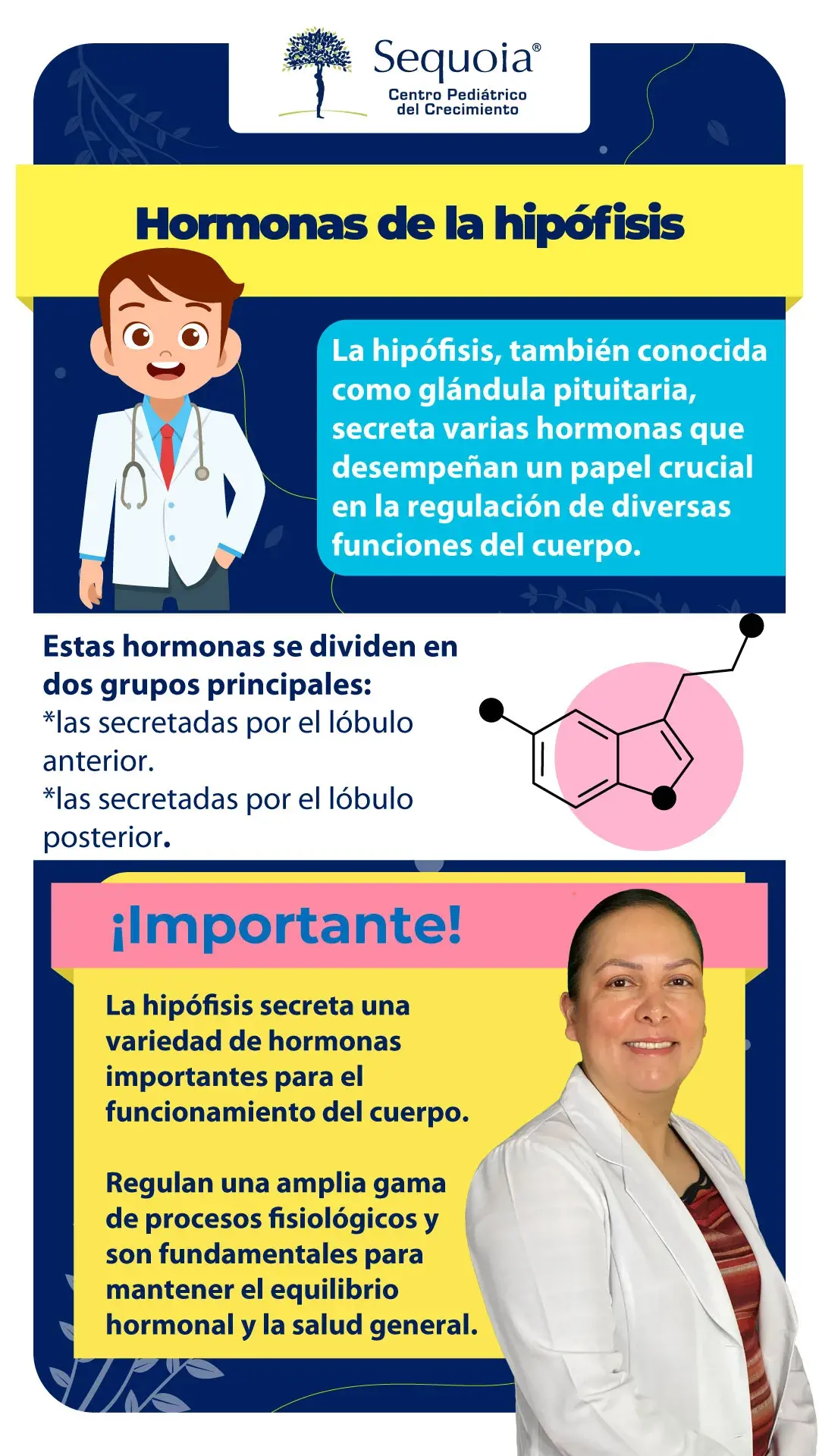 Hormonas de la hipófisis - infografía