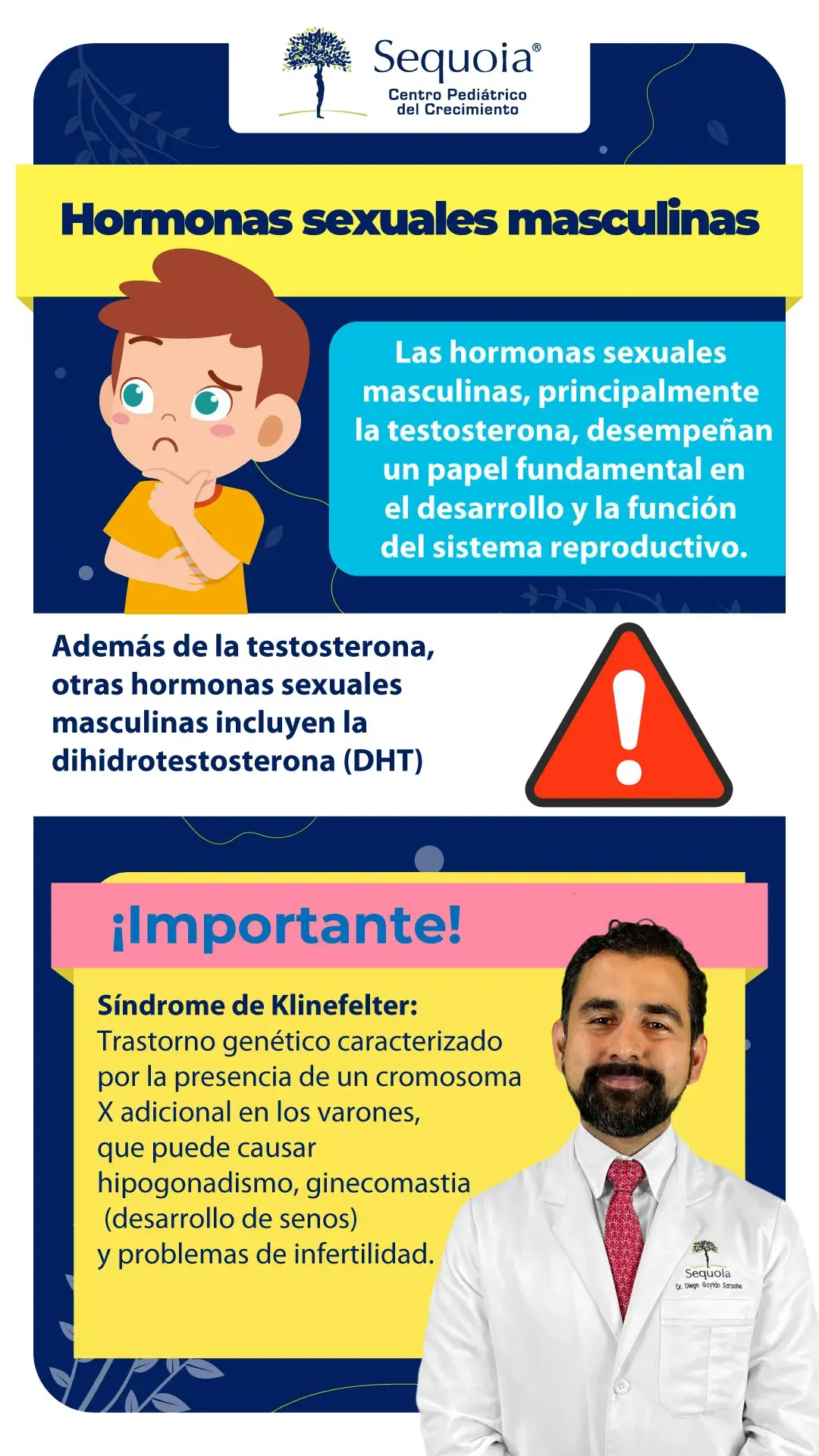 Hormonas sexuales masculinas - infografía