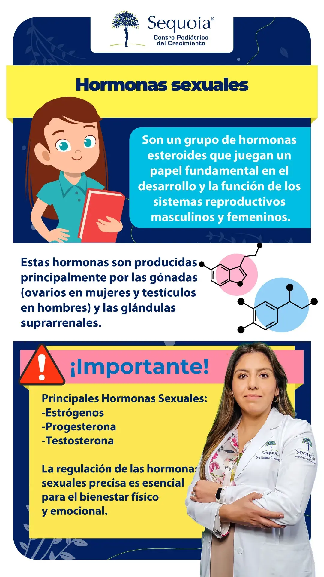 Hormonas sexuales - infografía