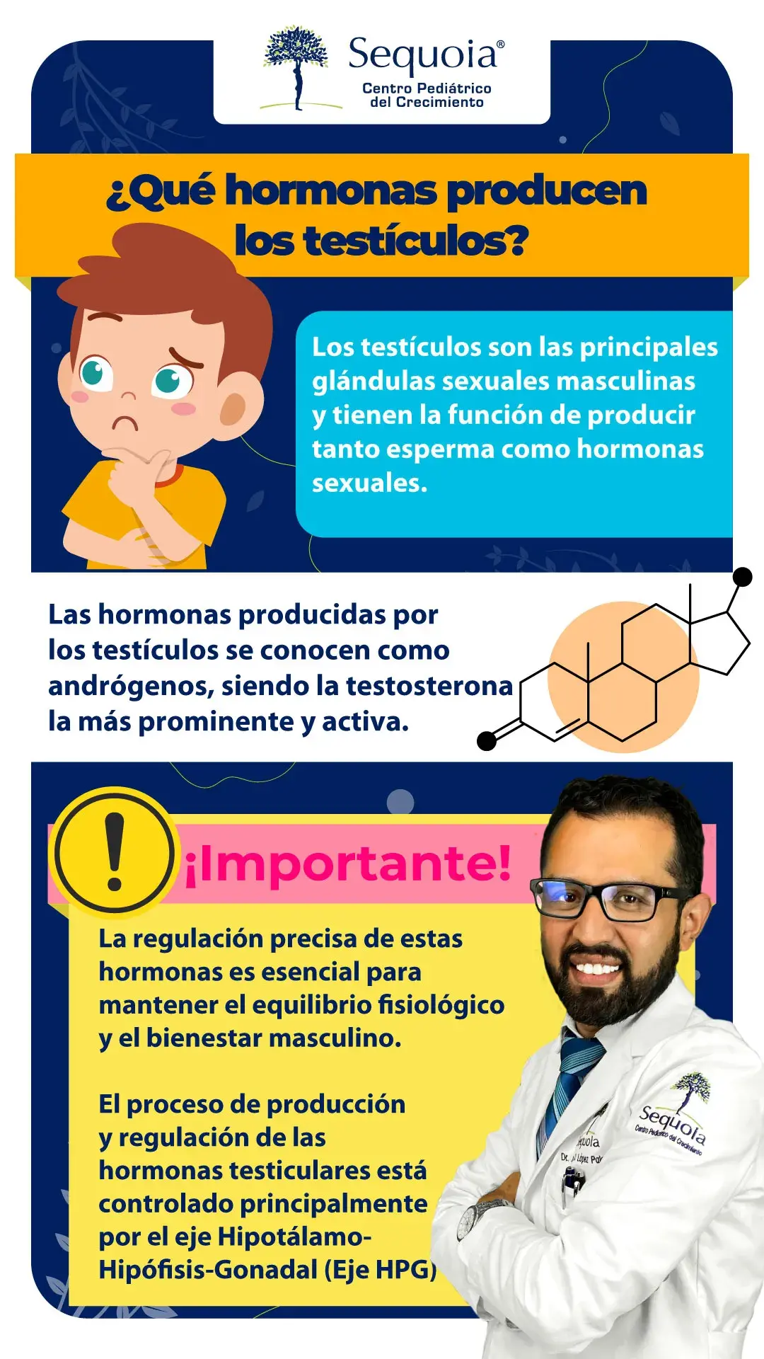 Que hormonas producen los testículos - infografía