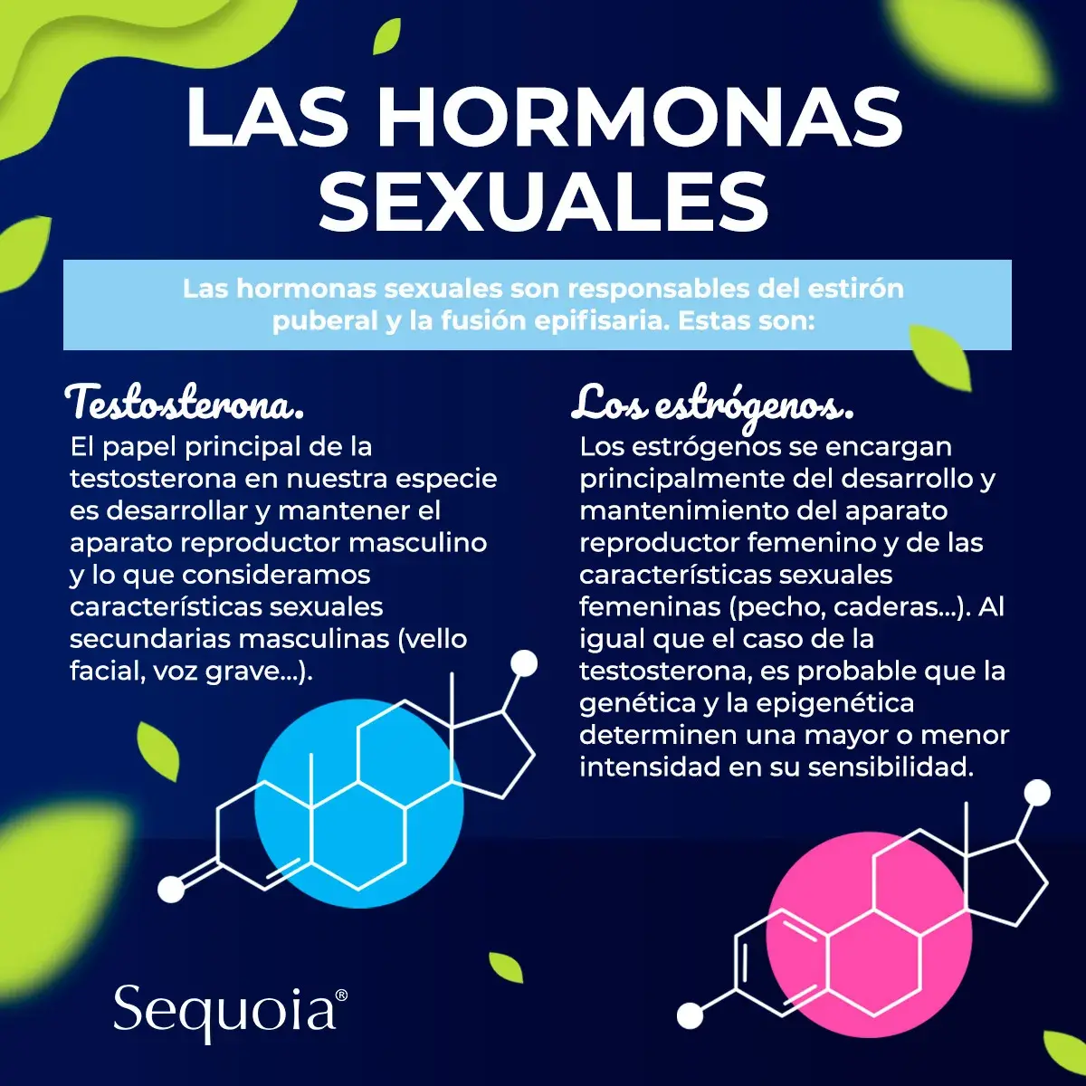 Las hormonas sexuales (testosterona y estrógenos)