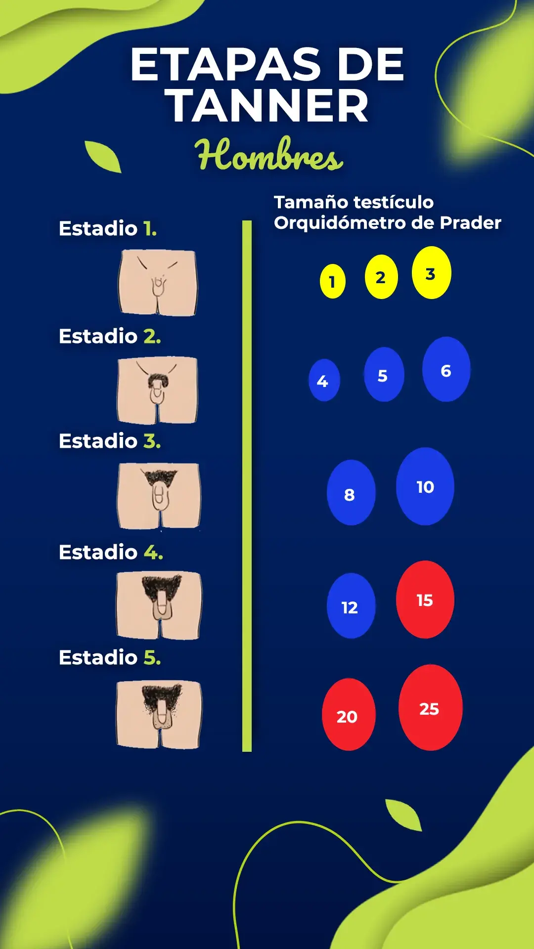 Comparación testicular usando orquidometro