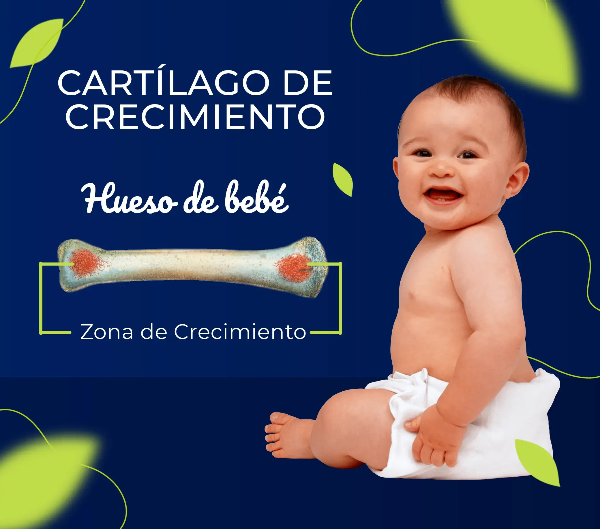 El cartilago del bebé tiene una zona de crecimiento.